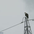 Aigle ibérique en Andalousie